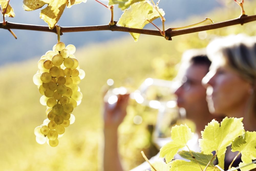 VERNACCIA DI SAN GIMIGNANO
For a wine holiday